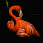 Flamingo by K&S Fotografie on 500px