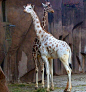 Albinismo (285)Giraffe