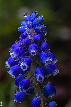收图收图采集到花果和植物