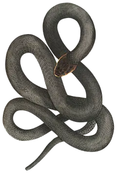 HTC_Heritage Library_SnakesElement 7