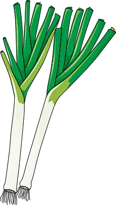 Leek PNG
