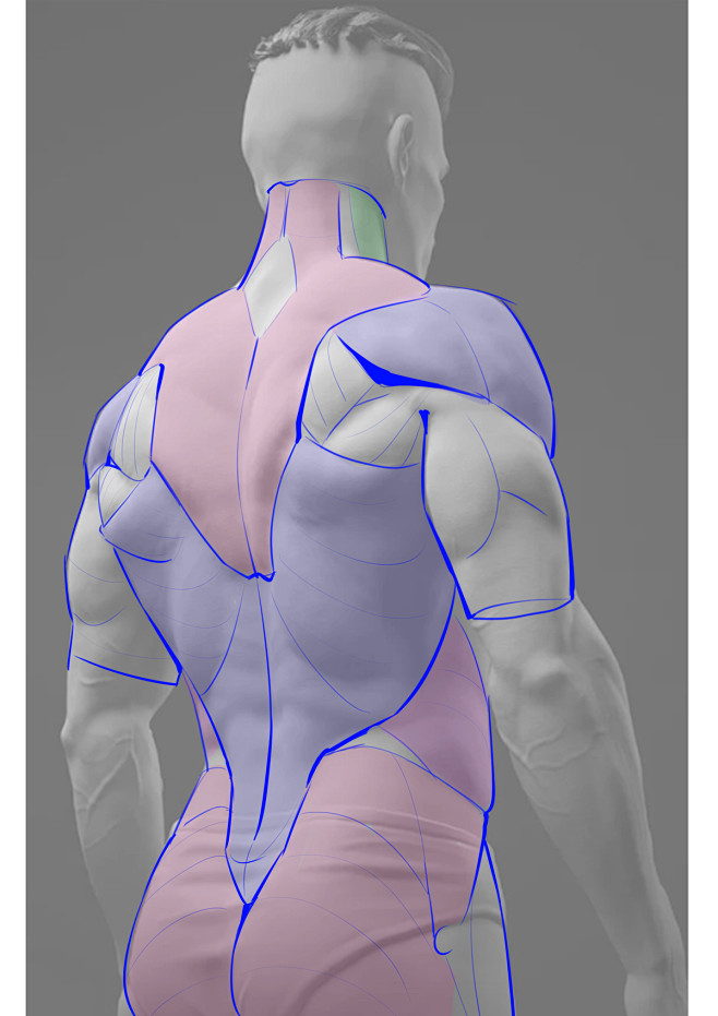 男性肌肉应该怎么画？_大木画画__插画师...
