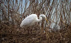 大白白鹭沿着流入瑞士圣加伦上苏黎世湖(欧伯湖)的linth运河缓慢地趟过自然保护区的浅水和芦苇床