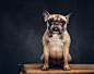 Studio portrait of a cute dog. breed pug. Free Photo