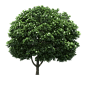 PNG素材（景观树）树png免扣植物design