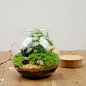 屿路生活 限时免邮 苔藓微景观 苔藓生态瓶 制作成品