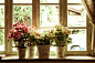 窗台上的清新风景——小植物盆栽