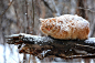 General 2048x1367 cat snow winter outdoors animals