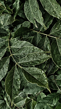 Yeel采集到植物