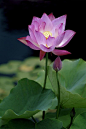 Lotus Blossom Photograph  - Lotus Blossom Fine Art Print: 
