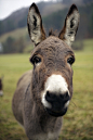 Donkey, Pomfret, VT, 2013