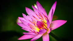 粉色的睡莲4k壁纸