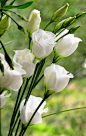 洋桔梗，他们就像小小的精巧的玫瑰花
Lisianthus, they're like tiny delicate roses