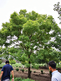 阿魏叶采集到植物选型