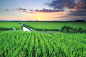 稻田,亚洲,稻,水,灌溉设备图片undefinedID:VCG41N908260342
