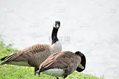 雄性和雌性加拿大鹅
