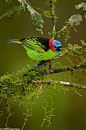 Red-necked Tanager, photo by octavio campos salles