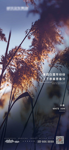 王蔚幕采集到白露