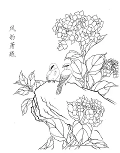 绣球花白描20幅