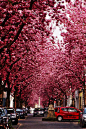  德国、Bonn街道、德国波恩的樱花隧道 每年春季, 德国波恩的这条街道就会变成让人陶醉的樱花隧道。