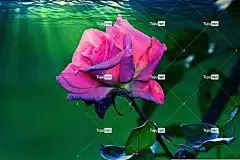 玫瑰 花 植物 花瓣 粉色的 花壁纸 玫瑰花 叶子 水 自然