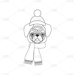 巴哥犬,围巾,帽子,分离着色,可爱的,宠物,肖像,图像,狗,自然美