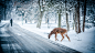 snow-winter-christmas-deer.jpg (2400×1350)