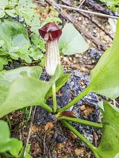 修道士,欧洲赤松,斗篷,海鸥,自然,垂直画幅,褐色,无人,加利西亚,牛至
