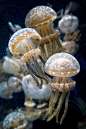 斑點水母 - 海洋天堂 - PoLoves