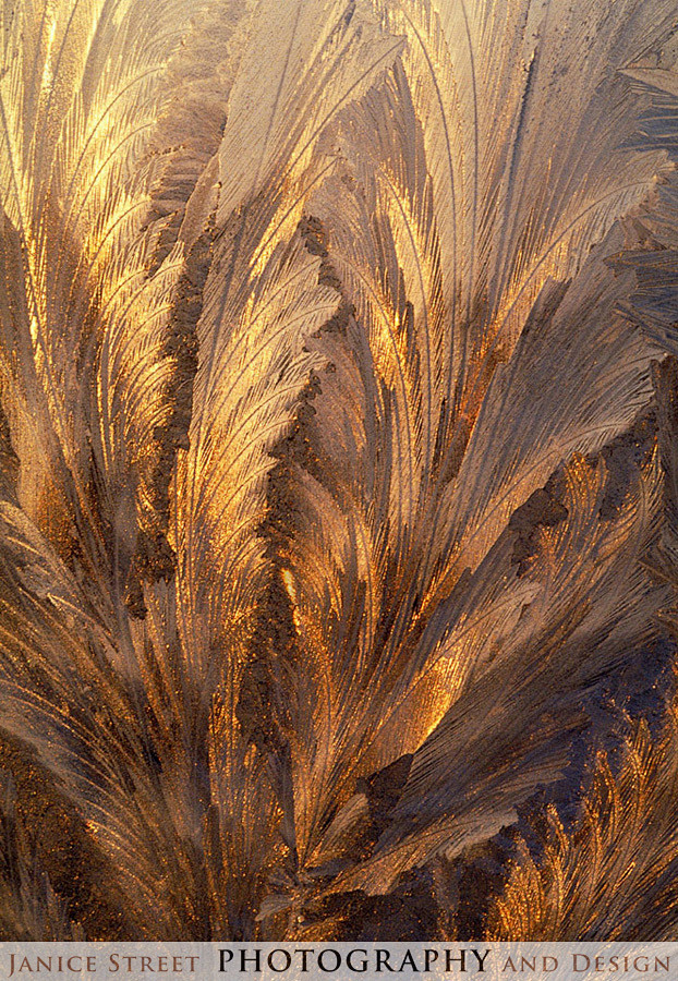 Frost on Window- All...