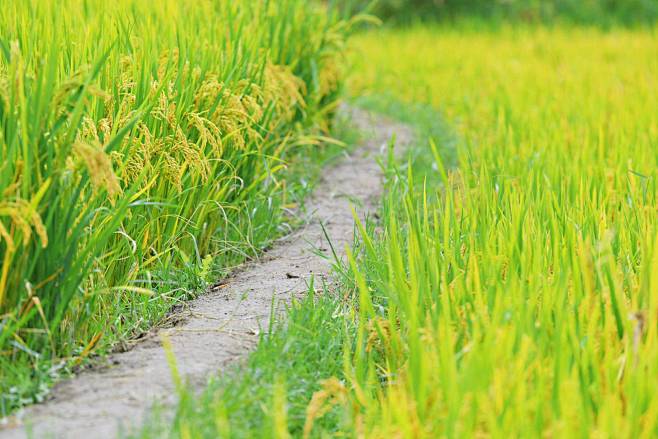 第四届稻花鱼节在腾冲举行_陈述田埂路