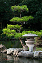 日本 - 锦鲤鱼游过石灯笼在四国Uwajima的Tensha-en花园 - 照片作者Photo Japan #japanesegardening