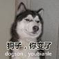#表情包#
二狗子，你变了。