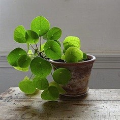 Pilea peperomioides