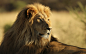 Lion lions predator carnivore cat cats s wallpaper | 2880x1800 | 649267 | WallpaperUP