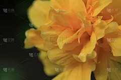 近黄芙蓉花