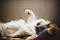 original_WwHP_5da300010ff11e83