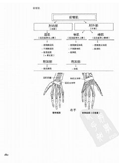 殇舞采集到艺用人体解剖