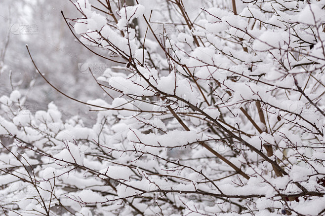 有选择焦点的积雪树枝。抽象的冬季背景。