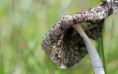 《春暖花开》花蕾花瓣摄影宽屏壁纸(壁纸12)