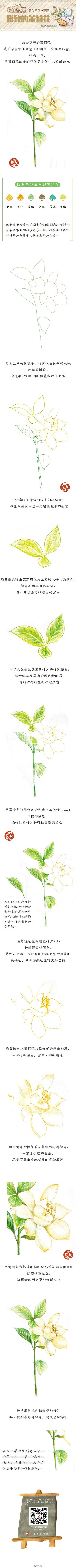 #每天10分钟，跟飞乐鸟学画画# 茉莉花...