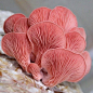 Pink Flamingo Oyster Mushrooms #valentines #happyvalentinesday #aquapricot #mushrooms by aquapricot