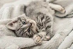 点击来源直接获取大图文件 |可爱的小灰猫