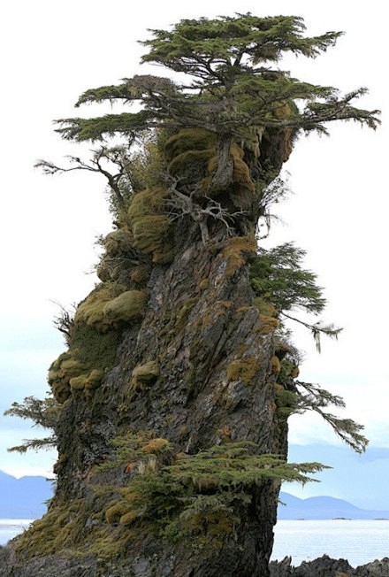 Bonsai trees, Sitka,...