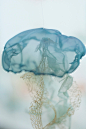 3  ...  2  ...  1  ...  LIFT OFF!!! : Underwater Flight installation is finally up!  Come and see the jellies at the airport!                                                     ...