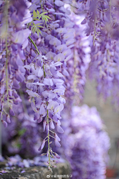 纱羽采集到花之藤