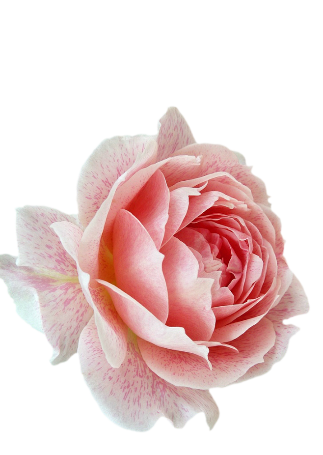 17:25:57玫瑰花 花朵 抠图 png素材/小插画如也7该采集也在以下画板