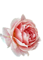 玫瑰花 花朵 抠图 PNG