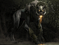 Vaal Jaguar Demon
