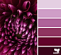 dahlia tones